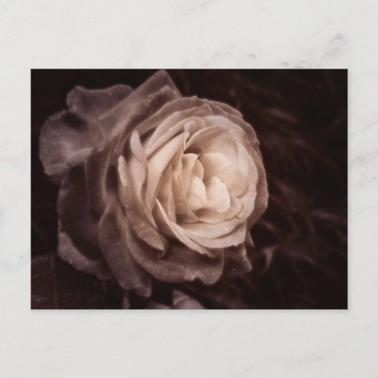 ロマンチカ - このバラは愛を表す ポストカード (正面)