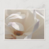 ロマンチックなアイボリーのマグノリア Save the Date 案内ポストカード (正面)