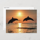 ロマンチックなイルカ ポストカード (正面/裏面)