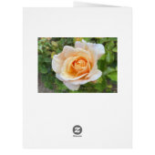 ロマンチックなオレンジバラフラワー撮影フローラ (裏面)