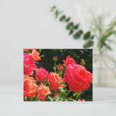 ロマンチックなサンゴバラ ポストカード (スタンド正面)