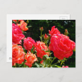 ロマンチックなサンゴバラ ポストカード (正面/裏面)