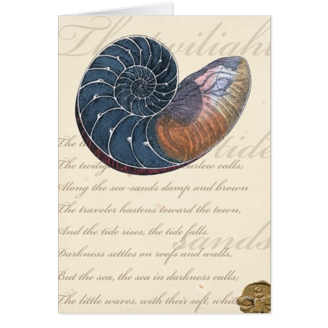 ロマンチックなシーシェル (正面)