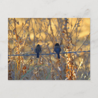 ロマンチックなスズメの鳥のカップルのワイヤーに、写真 ポストカード