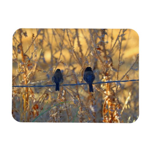 ロマンチックなスズメの鳥のカップルの針金、3" x 4" マグネット (横)