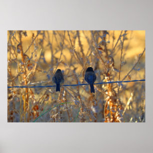 ロマンチックなスズメの鳥のカップル、最大36"x24"写真 ポスター
