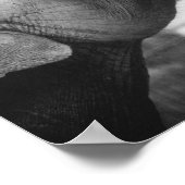 ロマンチックなゾウの写真、白黒 ポスター (角)