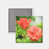 ロマンチックなバラの花 マグネット (正面/裏面)