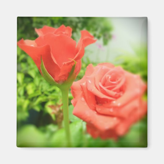 ロマンチックなバラの花 マグネット (正面)