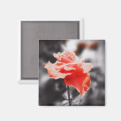 ロマンチックなバラの花#3 マグネット (正面/裏面)