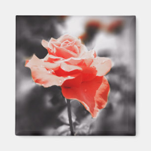 ロマンチックなバラの花#3 マグネット