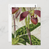 ロマンチックなパリの熱帯フランスのの植物蘭 ポストカード (正面/裏面)