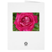 ロマンチックなピンクのバラ花写真フローラ (裏面)