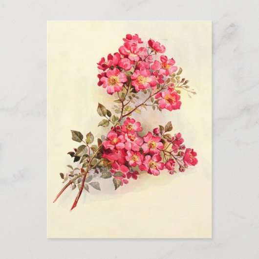 ロマンチックなヴィンテージピンクローズ ポストカード (正面)