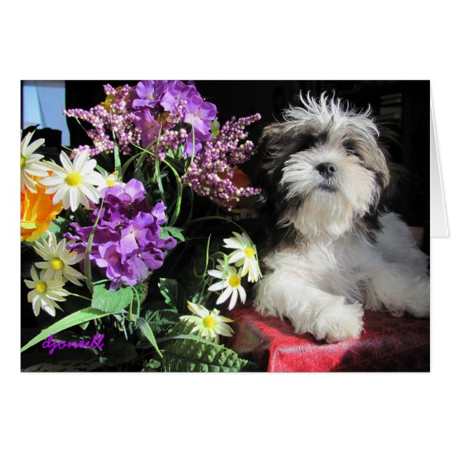 ロマンチックな子犬の驚き？ (正面横)