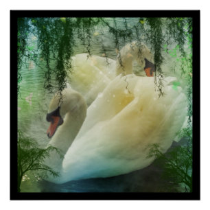 ロマンチックな春のswan湖の白の白鳥 ポスター