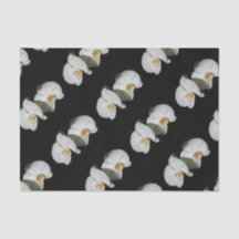 ロマンチックな白い蘭、熱帯のフローラ写真