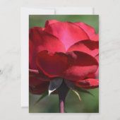 ロマンチックな赤結婚バラ 招待状 (裏面)