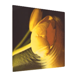 ロマンチックな黄色のチューリップ メタルプリント