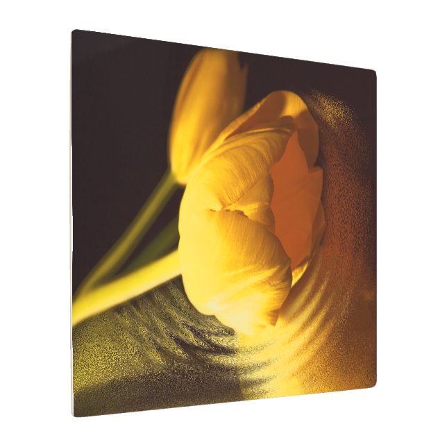 ロマンチックな黄色のチューリップ メタルプリント (アングル)