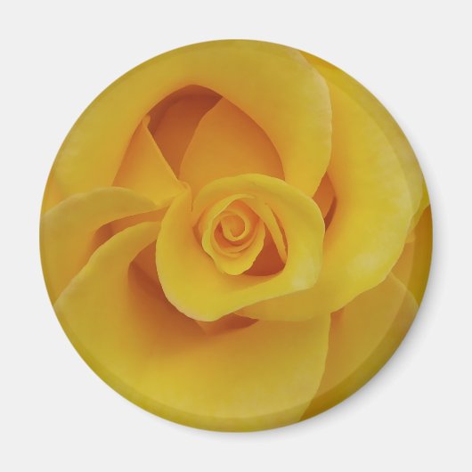 ロマンチックな黄色のバラの花びら マグネット (正面)