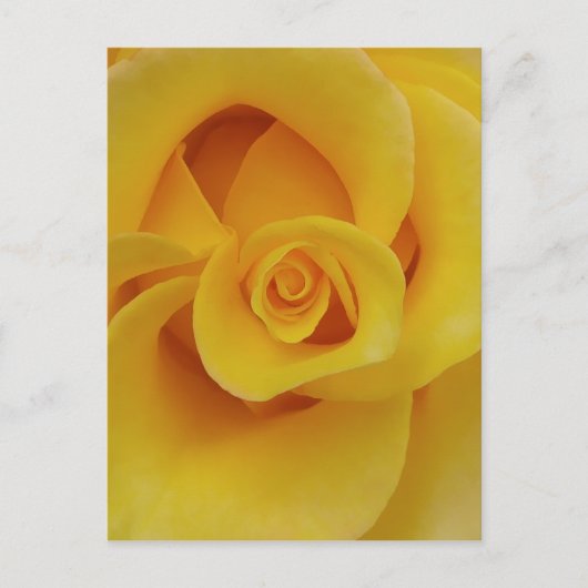 ロマンチックイエローローズ花びら ポストカード (正面)