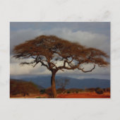 ロマンチックサファリアフリカブライダルサンキューカード ポストカード (正面)