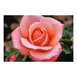 ロマンチックバラ植物芸術プリント フォトプリント           