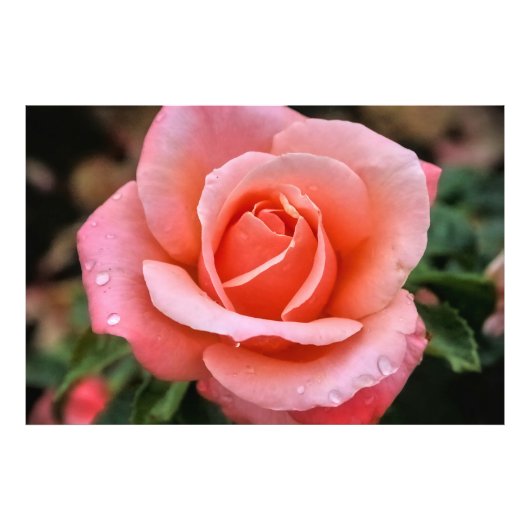 ロマンチックバラ植物芸術プリント フォトプリント            (正面)