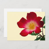 ロマンチックピンクワイルドバラ ポストカード (正面/裏面)