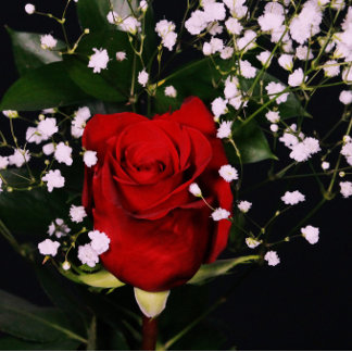 ロマンチックレッドローズバレンタインカード サンキューカード