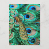 ロマンチックヴィンテージターコイズティール（緑がかった色）結婚ピーコック ポストカード (正面)