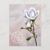 ロマンティックなソフトホワイトローズ エレガントなセーブ・ザ・デート 案内ポストカード (正面)