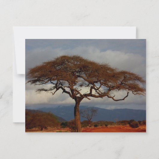 ロマンティックサファリアフリカブライダルシャワー 招待状 (裏面)