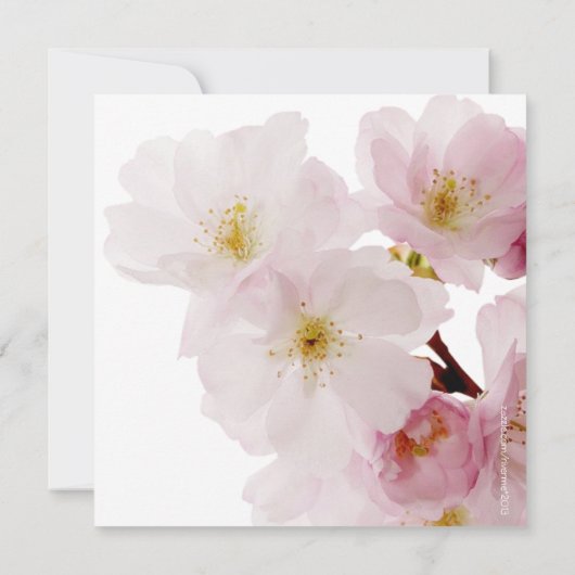 ロマンティックピンクさくらんぼブラウスブライダルシャワー 招待状 (裏面)