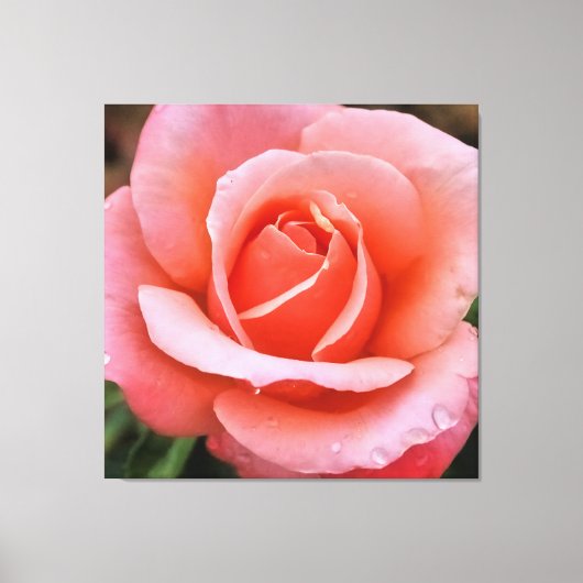 ロマンティック ローズ ボタニカル アート プリント (正面)