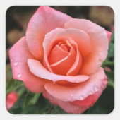 ロマンティック ローズ ボタニカル アート プリント スクエアシール (正面)