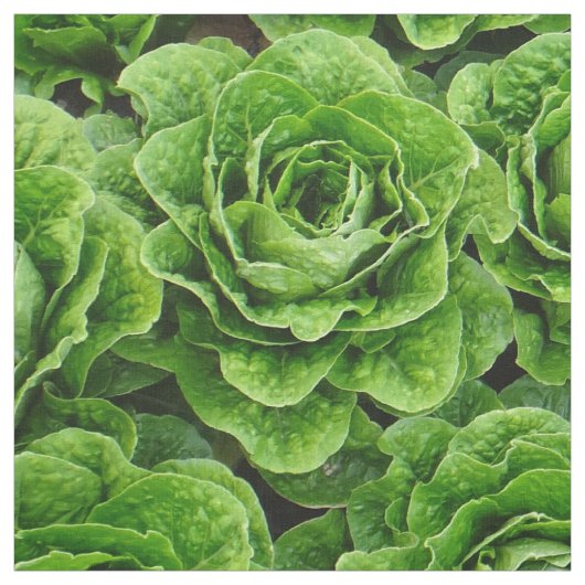 ロメイン・レタス分野の写真の生地 ファブリック (見本)