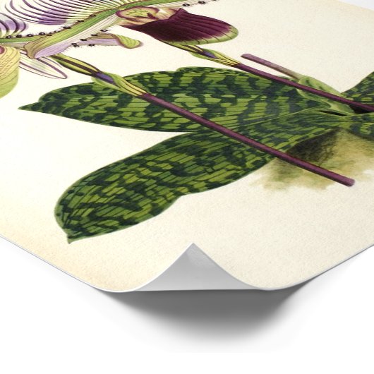 ロレンセアナム ポスター (角)