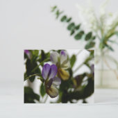 ロレーヌスヴィオラ ポストカード (スタンド正面)