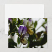 ロレーヌスヴィオラ ポストカード (正面/裏面)