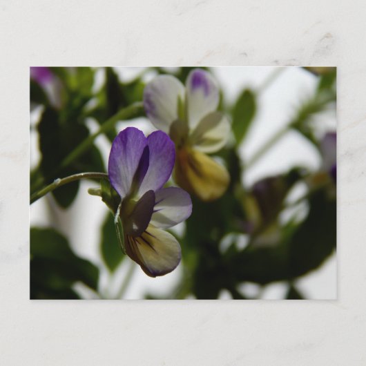 ロレーヌスヴィオラ ポストカード (正面)