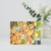 ロンガンの果実 ポストカード (スタンド正面)