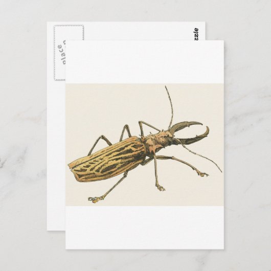 ロングウィーンビートル ポストカード (正面/裏面)