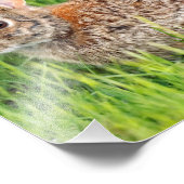 ロンググラスにイースタンコットンテールラビット フォトプリント (角)