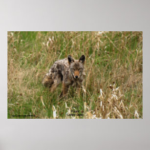 ロンググラス野生動物の夏のコヨーテ写真ポスター ポスター