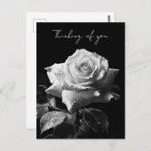 ロングステームの白バラB&W写真 ポストカード (正面/裏面)