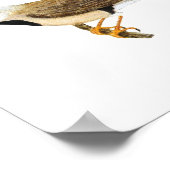 ロングテイルフィッチペア – Poephila acuticauda ポスター (角)