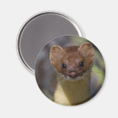 ロングテイルワイゼル マグネット (正面/裏面)