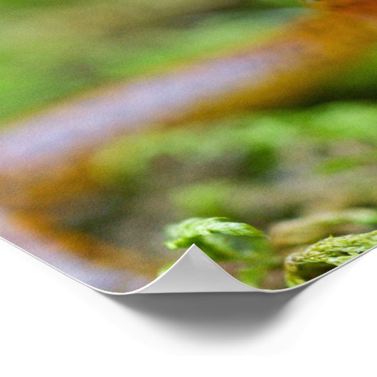 ロングテールのサラマンダー顔の近景 ポスター (角)